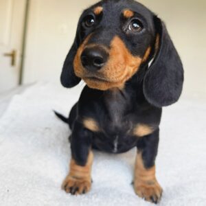 Daisy | female