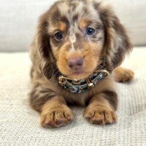 Winslow  | Male