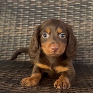 Maxwell | Male