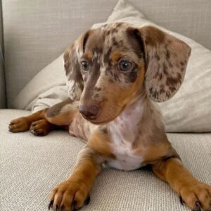 Luna | Female